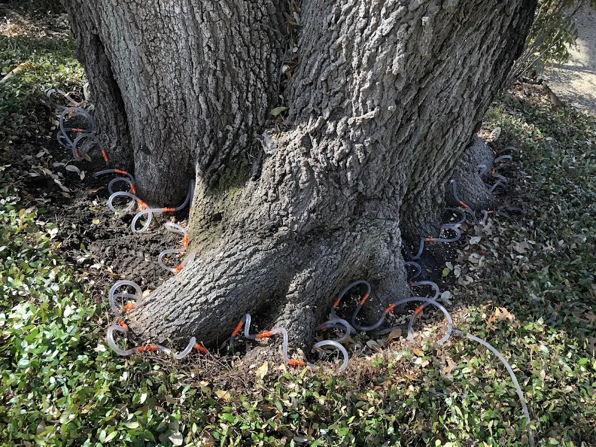 Detailed Tree Cabling and Bracing job site in Reidville