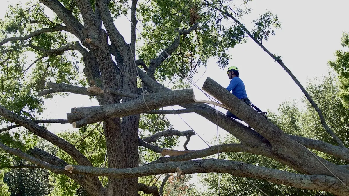 Professional Hazardous Tree Removal performed by certified arborists in Reidville