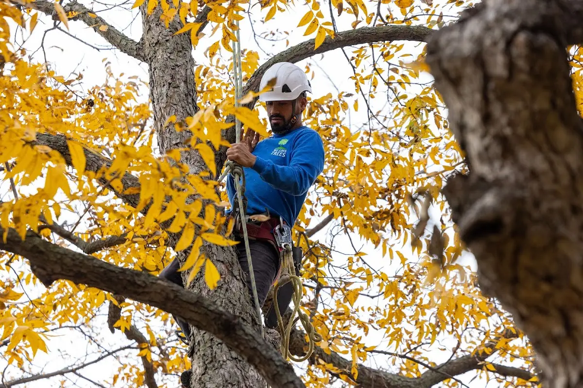 Skilled Tree Planing crew working in Reidville